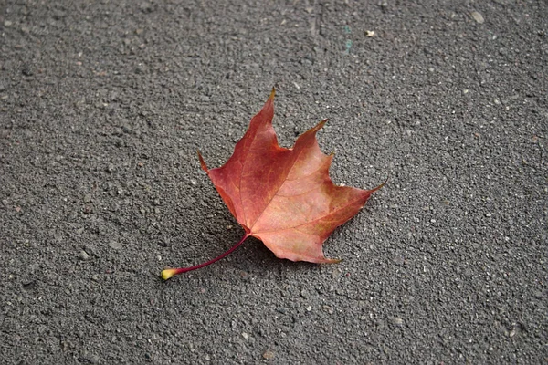 Autumn. Red maple leaf on asphalt