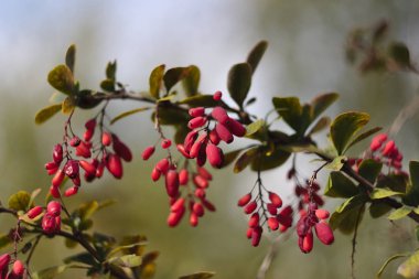 kırmızı çilek ile böğürtlen dalı