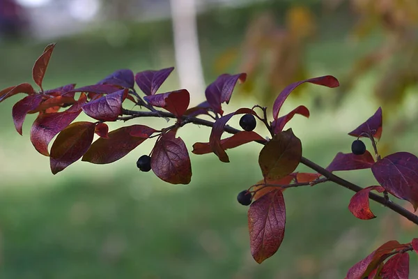 Siyah Çilek Ile Sonbahar Dalı — Stok fotoğraf
