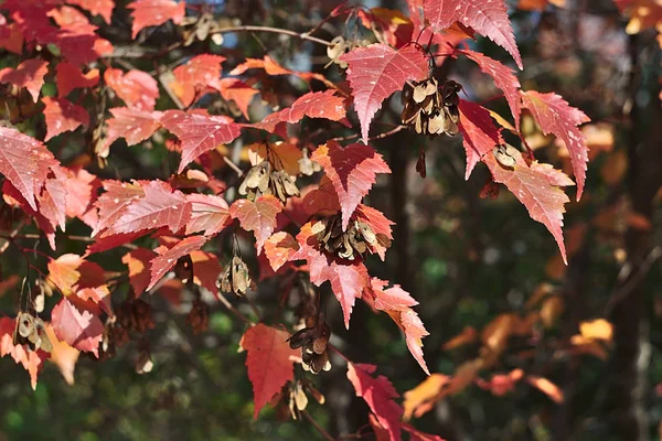 Autumn Branches Red Leaves — Stock Photo, Image