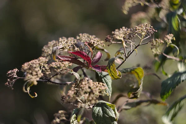 Otoño Ramas Las Plantas —  Fotos de Stock