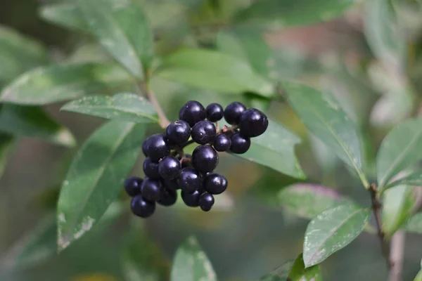 autumn branch with black berries