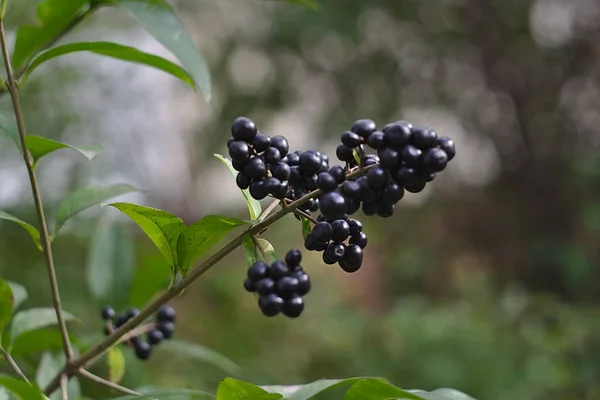 Herbstlicher Zweig Mit Schwarzen Beeren — Stockfoto