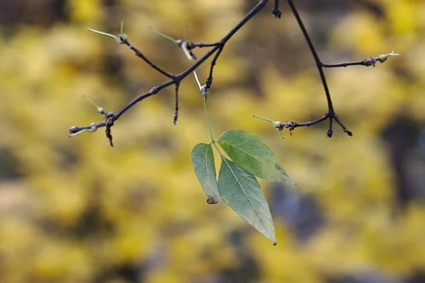 Ostatni Zielony Liść Gałęzi — Zdjęcie stockowe
