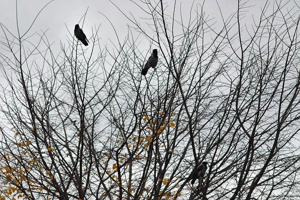 Yapraksız Bir Ağaçtaki Kargalar — Stok fotoğraf