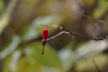Sonbahar doğasının parlak renkleri