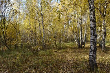 Yol sonbahar huş Grove