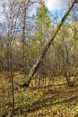 Ormanda düşen ağaç