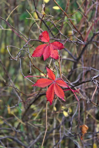 Bright Colors Autumn Nature — Stock Photo, Image