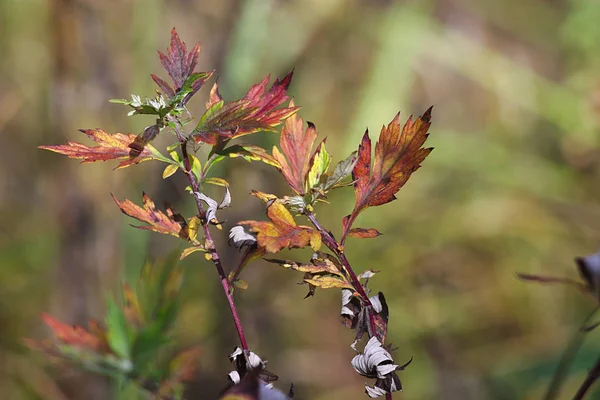 Sonbahar Doğasının Parlak Renkleri — Stok fotoğraf