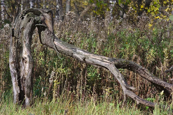 Uma Árvore Morta Quebrada Borda Floresta — Fotografia de Stock