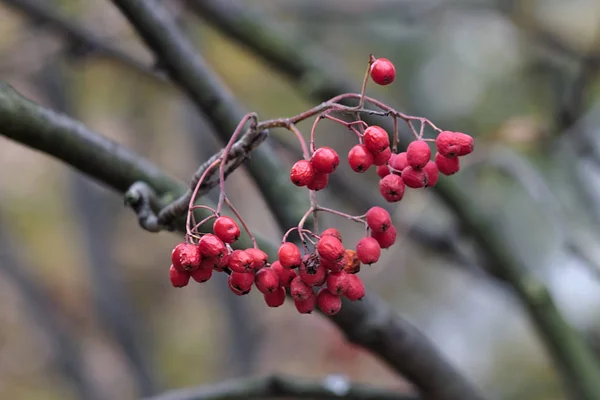葉のない枝に赤い果実 — ストック写真