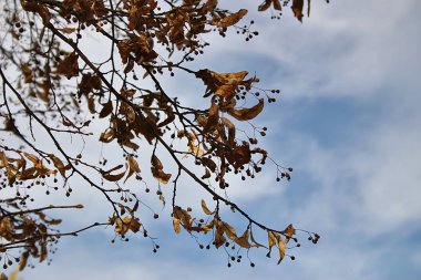 Ağaçların dallarındaki kuru yapraklar.