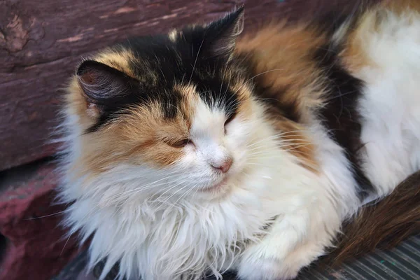 Dreifarbige Katze Ruht Auf Der Veranda — Stockfoto