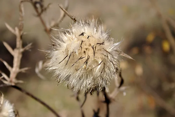 Mooie Droge Planten Oktober — Stockfoto