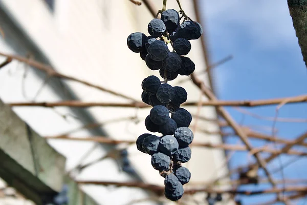 Getrocknete Trauben Einem Weinstock Der Nähe Des Hauses — Stockfoto