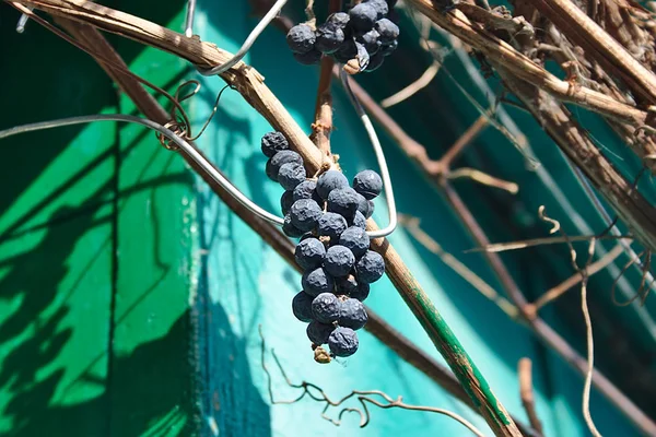 dried bunch of grapes on a vine near the house