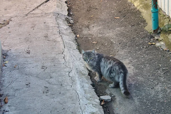 Gray Cat Yellow Eyes — Stock Photo, Image