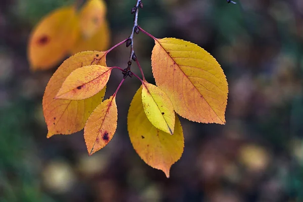 Bright Autumn Leaves Branch — Stock Photo, Image