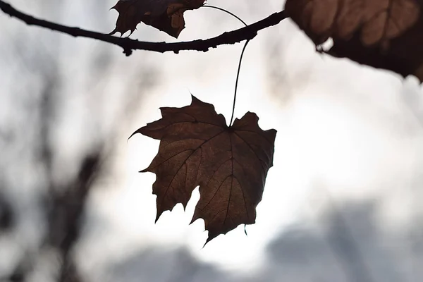 Branches Autumn Leaves Light — Stockfoto