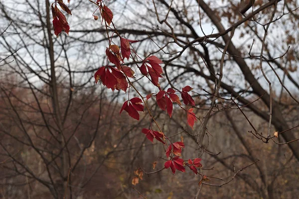 Branch Red Leaves Wind — Stock Photo, Image