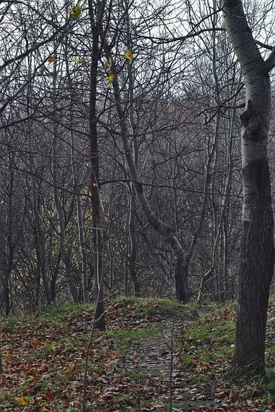 Path Forest Leads Ravines — Stock Photo, Image