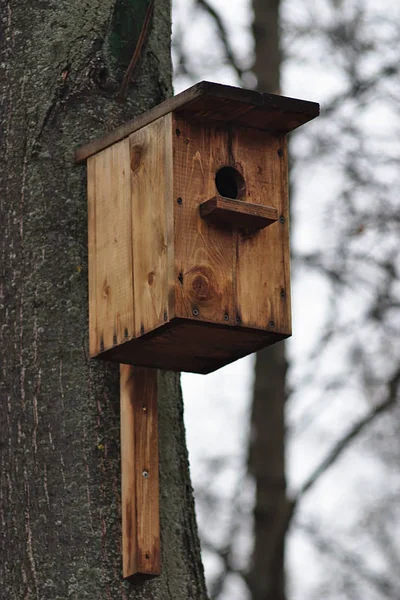 Birdhouse Tronco Árvore — Fotografia de Stock