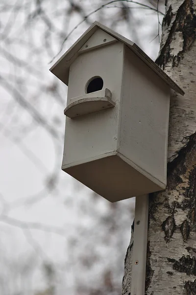 Birdhouse Een Boomstam — Stockfoto