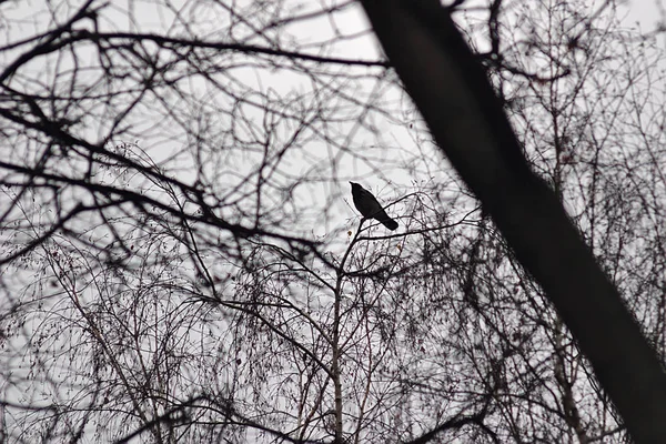 Pássaro Solitário Sentado Uma Árvore — Fotografia de Stock