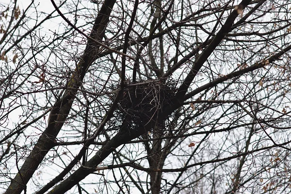 A crow\'s nest in the branches of a tree