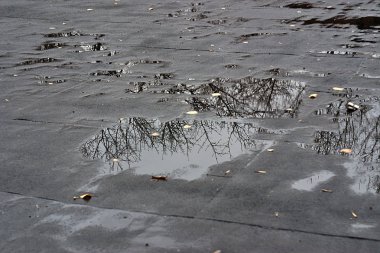 Çatıda sonbahar birikintileri ve ağaçların yansıması var.