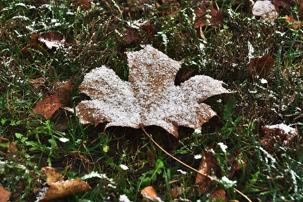 Folha Bordo Seco Coberto Com Primeira Neve — Fotografia de Stock