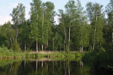 Orman gölü kıyısı Bir yaz akşamı