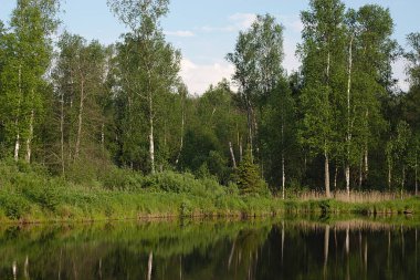 Orman gölü kıyısı Bir yaz akşamı