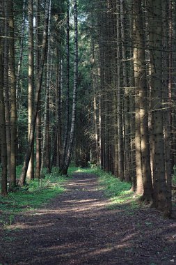 Eski ladin ormanında yol