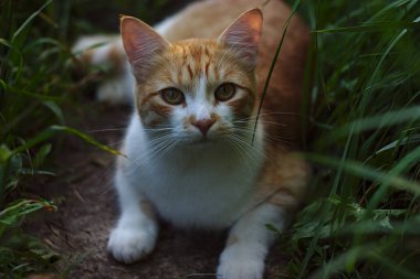 Beyaz ve kırmızı bir kedi otların arasında bir yolda uzanıyor.