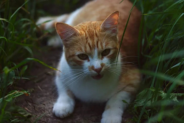 草の間の道に白と赤の猫が横たわっています — ストック写真