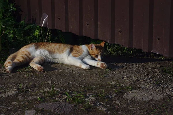 フェンスの近くに白い猫と赤い猫が休んでいる — ストック写真