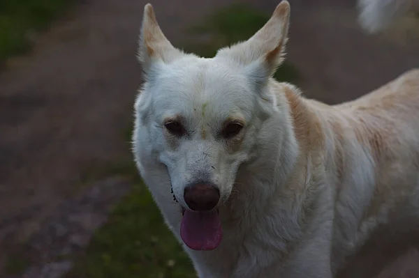 Белая Собака Вытянутым Языком — стоковое фото