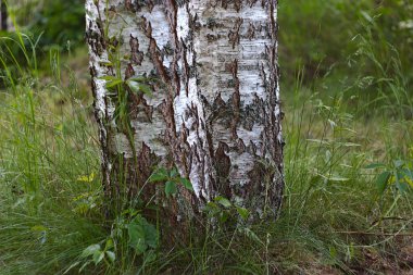 Çimenlerde çift huş ağacı gövdesi