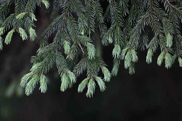 Nadelzweig Wald — Stockfoto