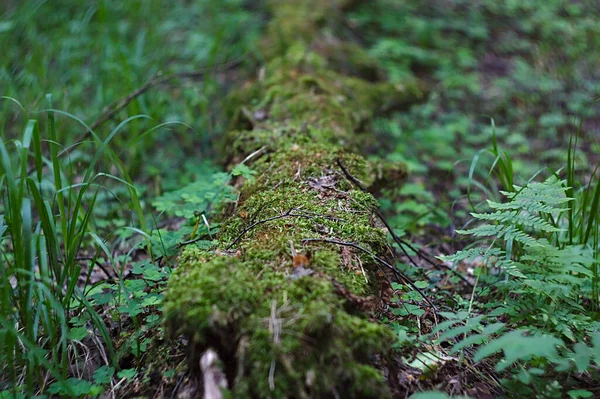 Ein Alter Bemooster Baumstamm Auf Einer Waldlichtung — Stockfoto