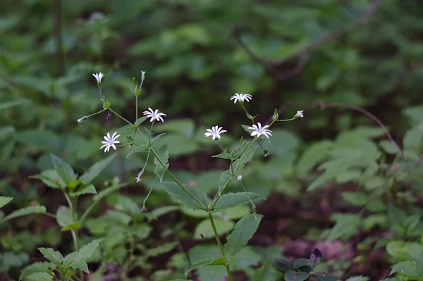 Piccoli Fiori Bianchi Una Radura Boschiva Ombreggiata — Foto Stock