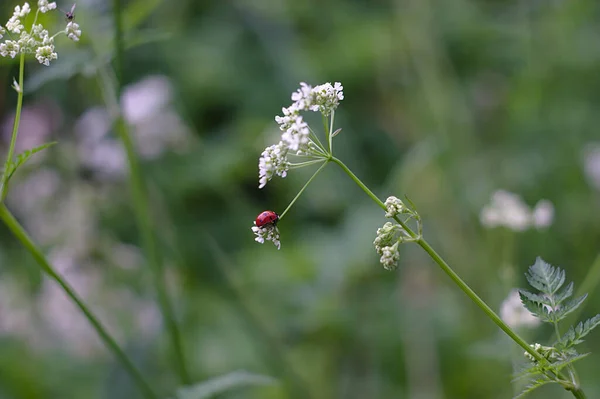 Ladybug White Inflorence — стоковое фото