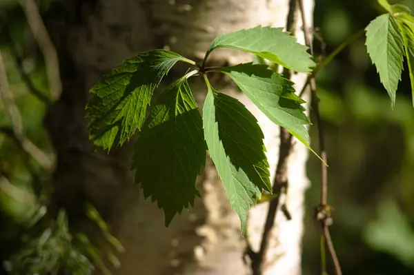 Huş Ağacı Gövdesi Üzüm Yaprakları — Stok fotoğraf