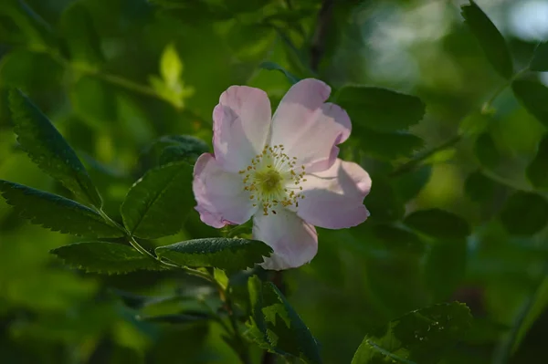 Summer Purple Flower Wild Rose Branch — Stock Photo, Image