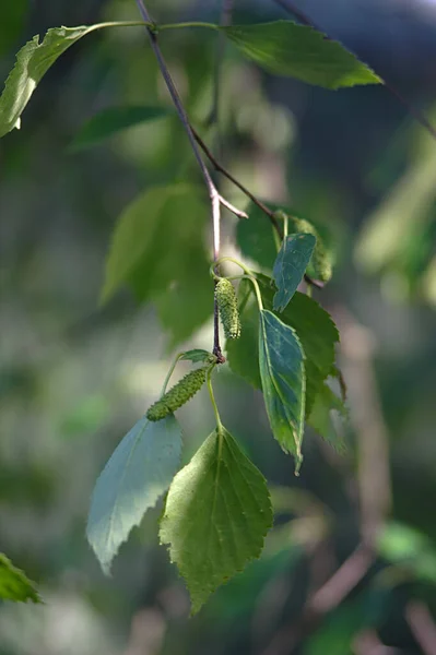 Yeşil Kedi Derili Huş Dalı — Stok fotoğraf