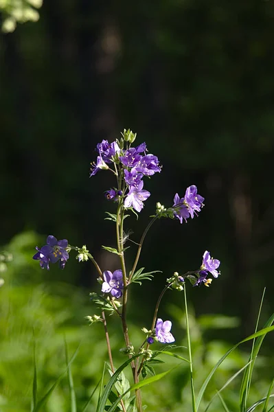 森林边缘的紫色花朵 — 图库照片