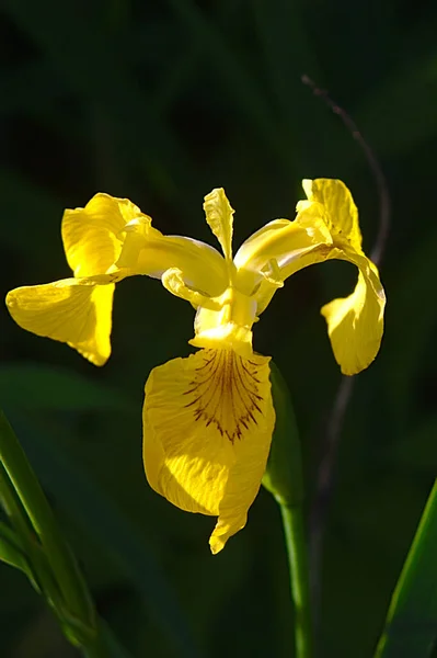 Bel Fiore Giallo Sul Prato Estivo — Foto Stock