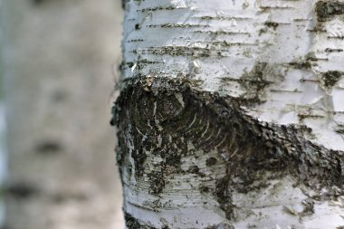 Ağaç gövdesindeki bir dal parçası bir göze benzer.